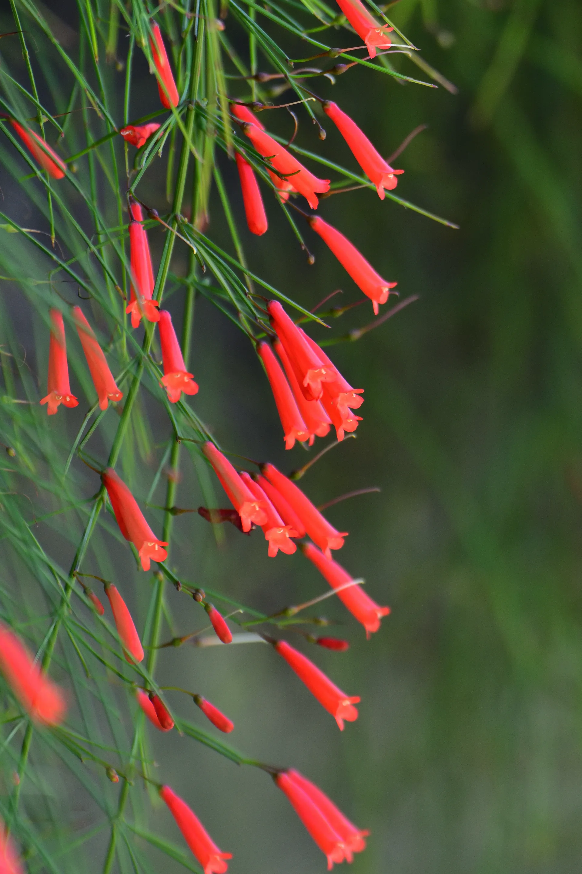 Flowering planting at Kekarav