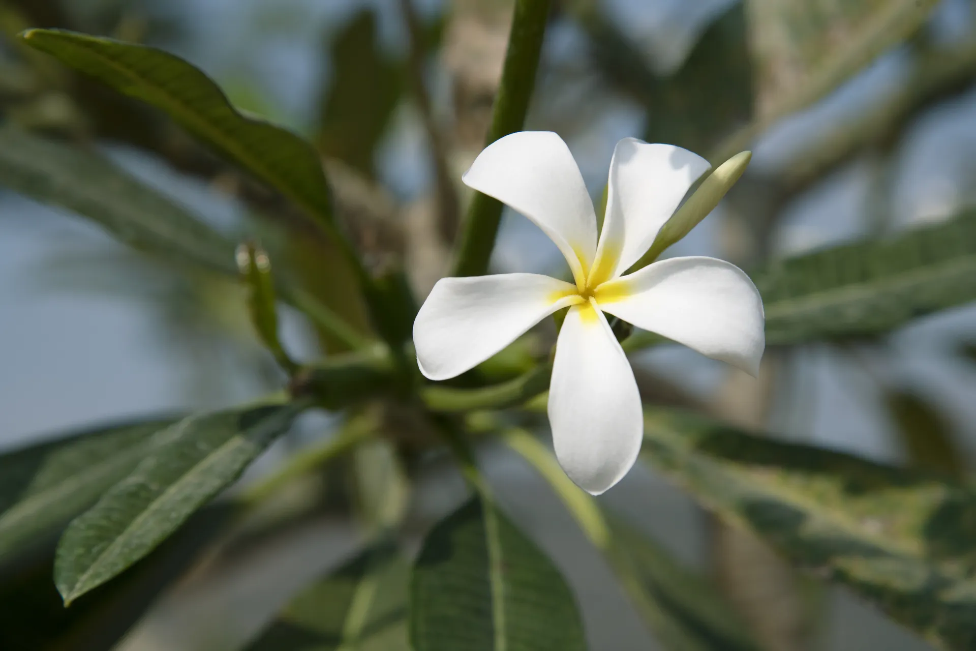 Native flowering tree at Kekarav