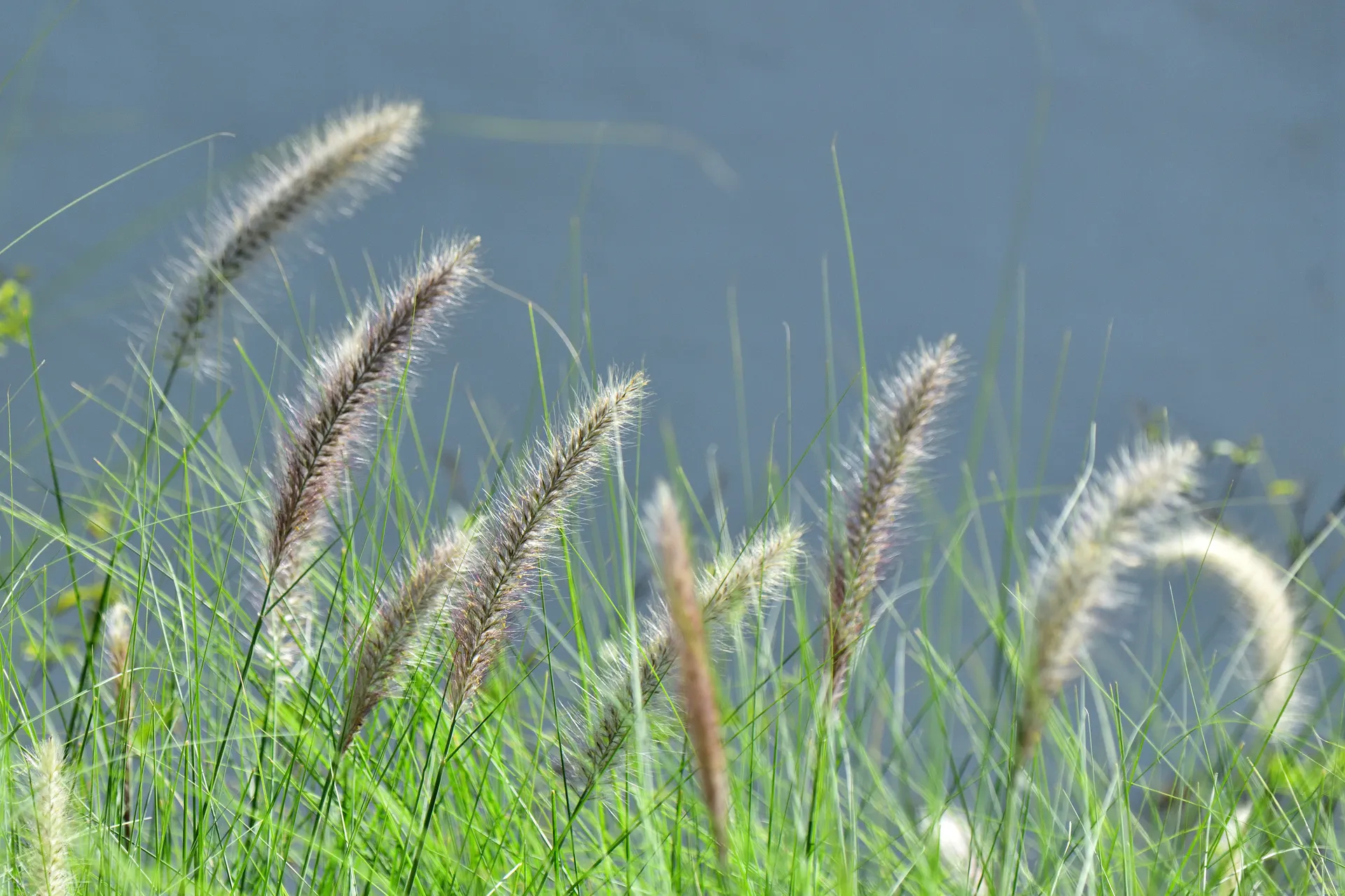 Native grasses by the freshwater lake at Kekarav